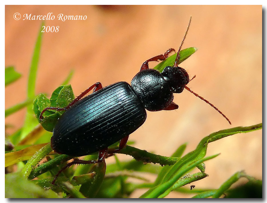 Ophonus cfr. ardosiacus (Carabidae) da Piana degli Albanesi